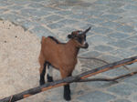 Tierpark Goerlitz